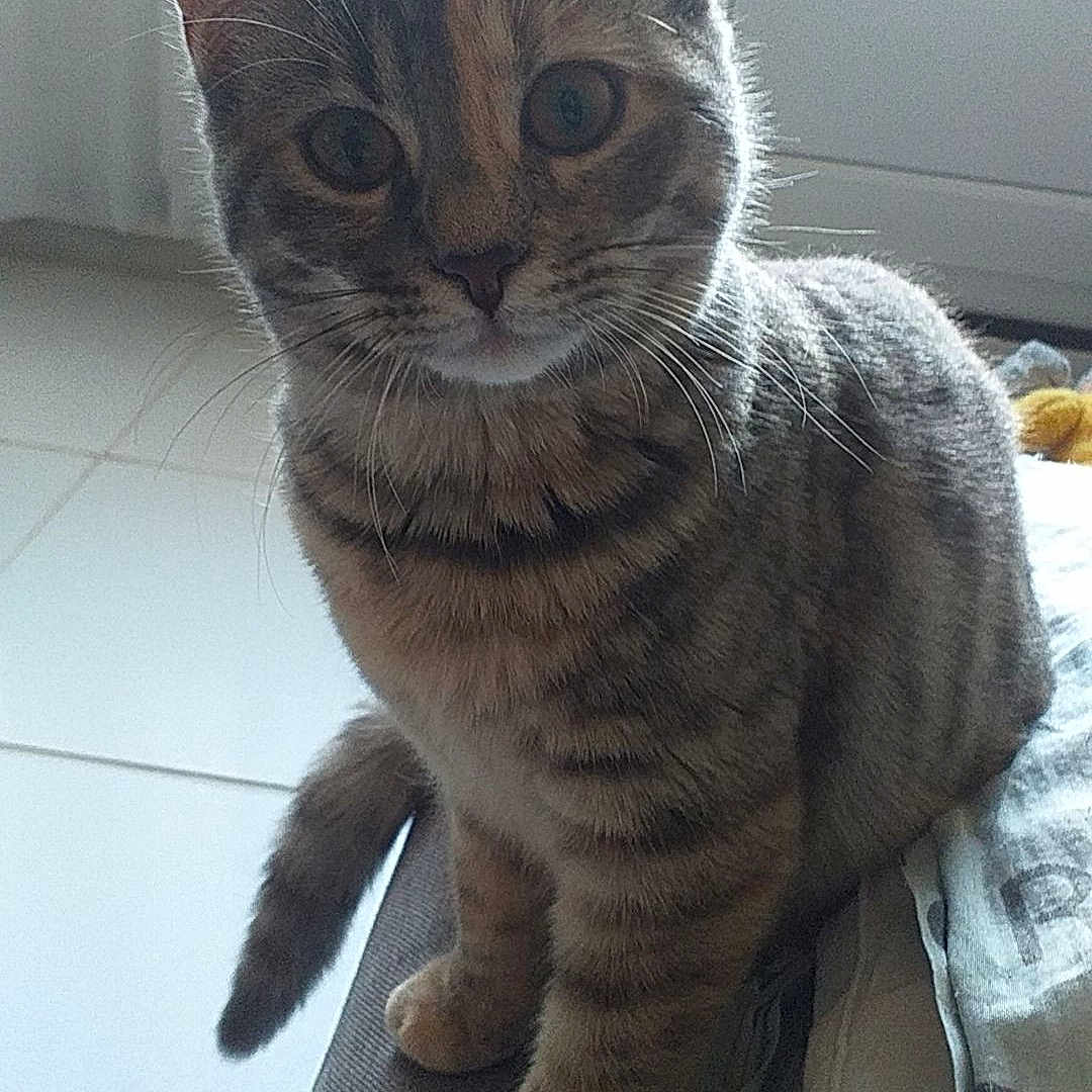 Biba