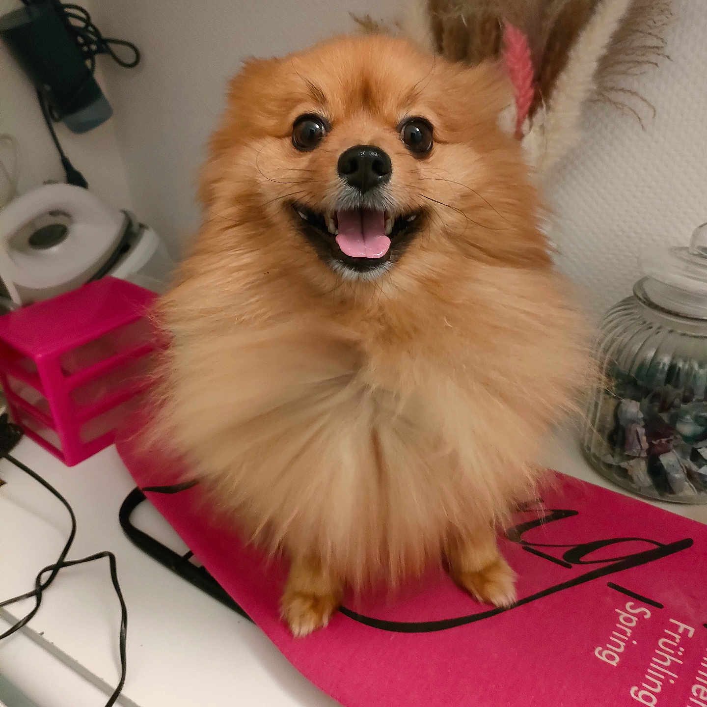 Oscar participe au concours pour gagner de l'argent avec cette photo : animal, bodypart, canine, cockerspaniel, computer, desk, dog, electronics, eskimodog, furniture, indoors, interiordesign, laptop, mouth, pc, person, pet, puppy, table, wood