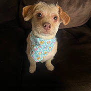 Lola is registered to the contest to win money with this photo: animal, bandana, brown_couch, companion, cozy, curious, cute, dog, ears, eyes, fur, home, indoor, looking_up, nose, pet, portrait, scruffy, sitting, small_dog