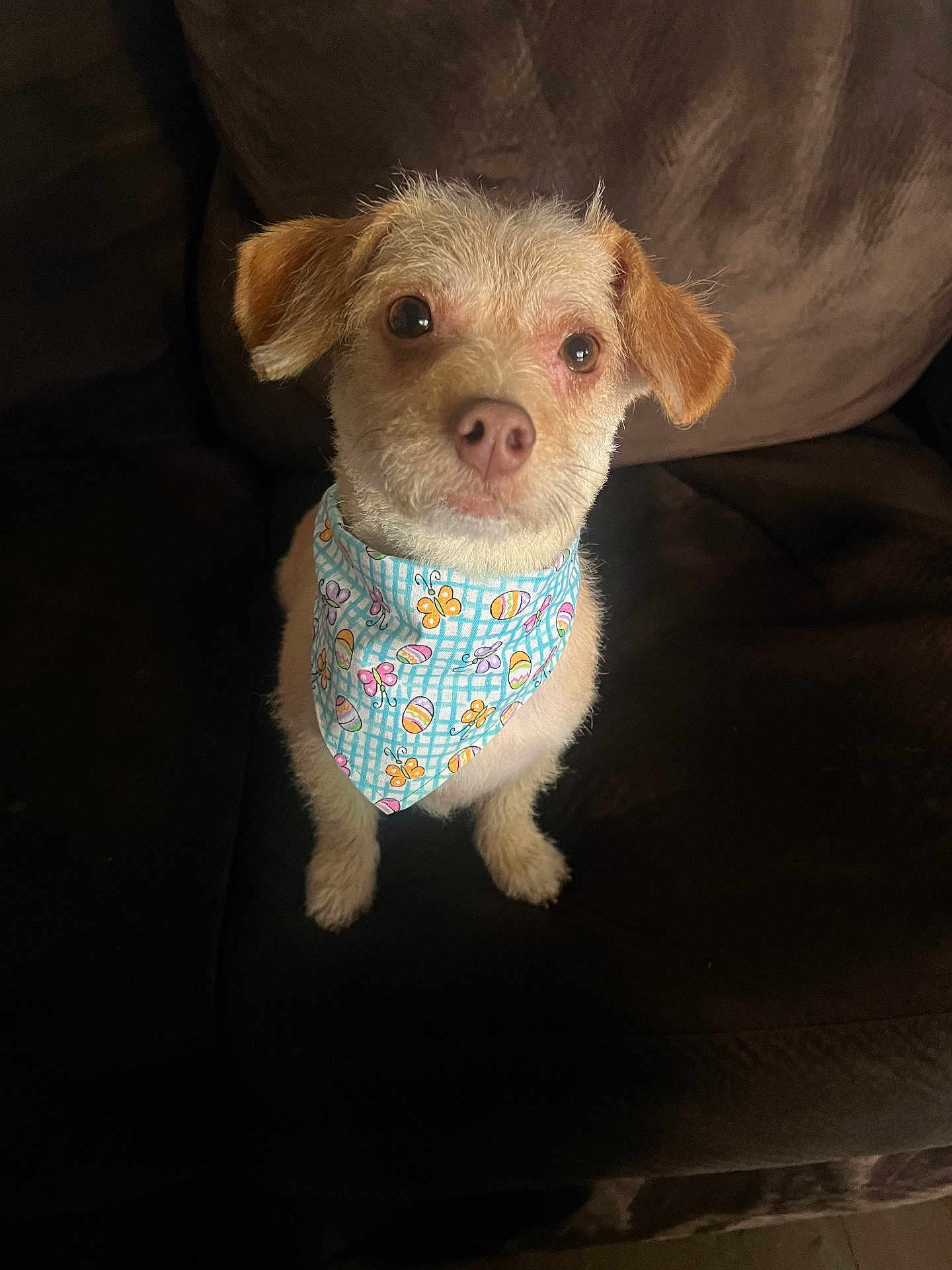 Lola is registered to the contest to win money with this photo: animal, bandana, brown_couch, companion, cozy, curious, cute, dog, ears, eyes, fur, home, indoor, looking_up, nose, pet, portrait, scruffy, sitting, small_dog