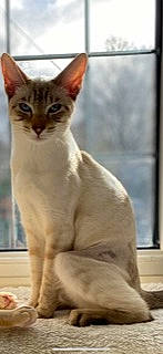 Rosie joined the competition — help win amazing prizes! carnivore, cat, felidae, fixture, fur, small_to_medium_sized_cats, snout, terrestrial_animal, whiskers, window