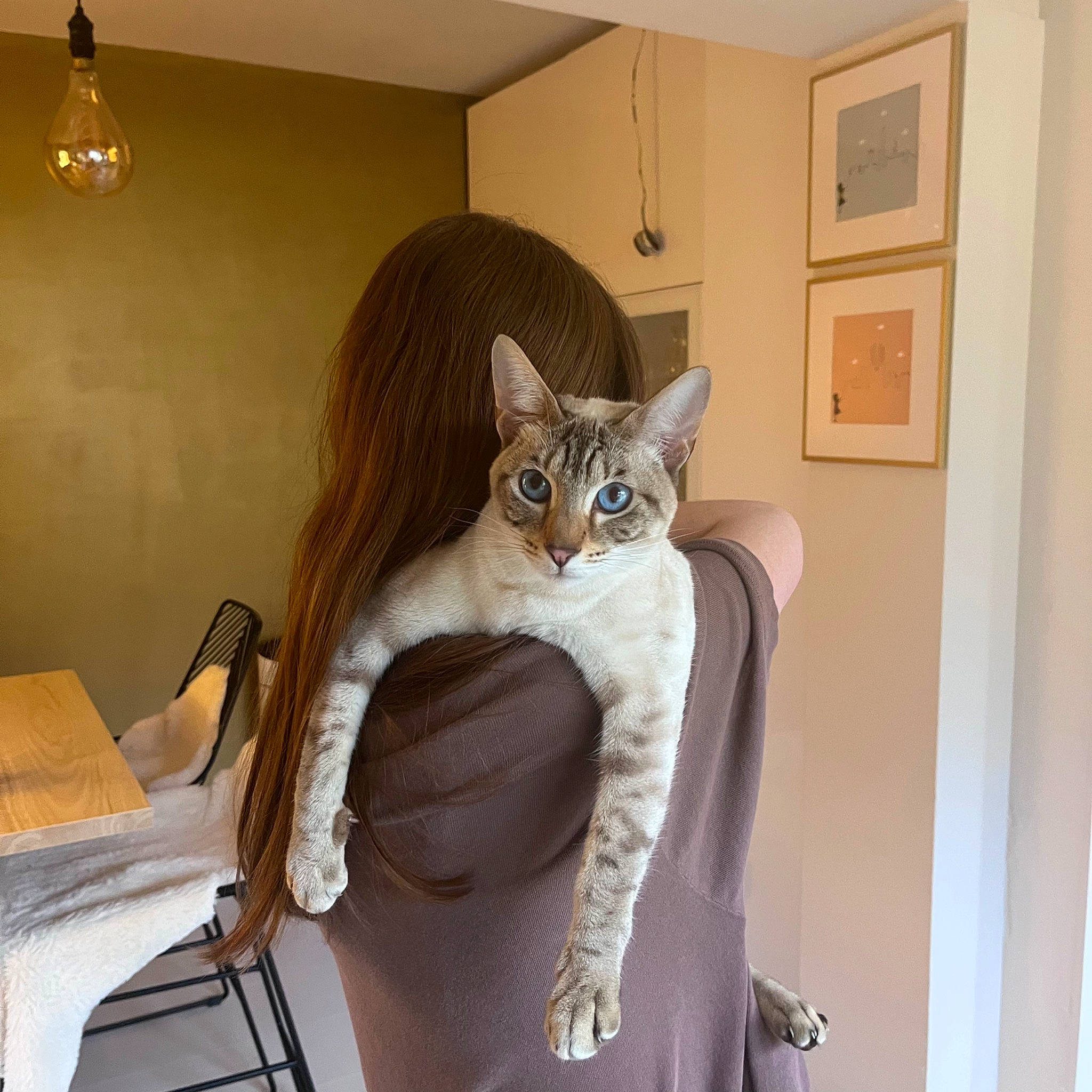 Rosie is registered to the contest to win money with this photo: bed, cabinetry, carnivore, cat, chair, comfort, door, fawn, felidae, flooring, fur, grey, hardwood, interior_design, picture_frame, small_to_medium_sized_cats, tail, whiskers, window, wood