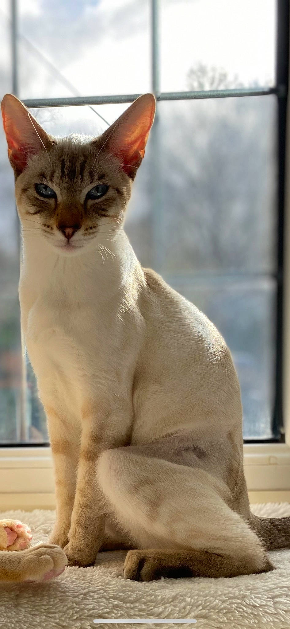 Rosie is registered to the contest to win money with this photo: carnivore, cat, collar, domestic_short_haired_cat, fawn, felidae, fixture, fur, small_to_medium_sized_cats, snout, tail, terrestrial_animal, whiskers, window