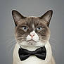 Eevee joined the competition — help win amazing prizes! animal, blue_eyes, bow_tie, cat, close_up, cute, domestic_cat, elegant, feline, formal, gray_background, groomed, indoor, mammal, pet, portrait, serious, soft_lighting, studio_photo, whiskers