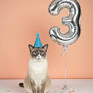 Eevee is registered to the contest to win money with this photo: animal, balloon, birthday, blue_eyes, cat, celebration, confetti, cute, decorations, feline, festive, indoor, neutral_background, number_three, party_hat, pet, siamese_cat, sitting, soft_lighting, studio