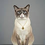 Eevee is registered to the contest to win money with this photo: animal, blue_eyes, calm, cat, close_up, cute, domestic_cat, elegant, feline, fur, gold, gray_background, indoor, looking_at_camera, necklace, pet, portrait, sitting, studio_shot, whiskers