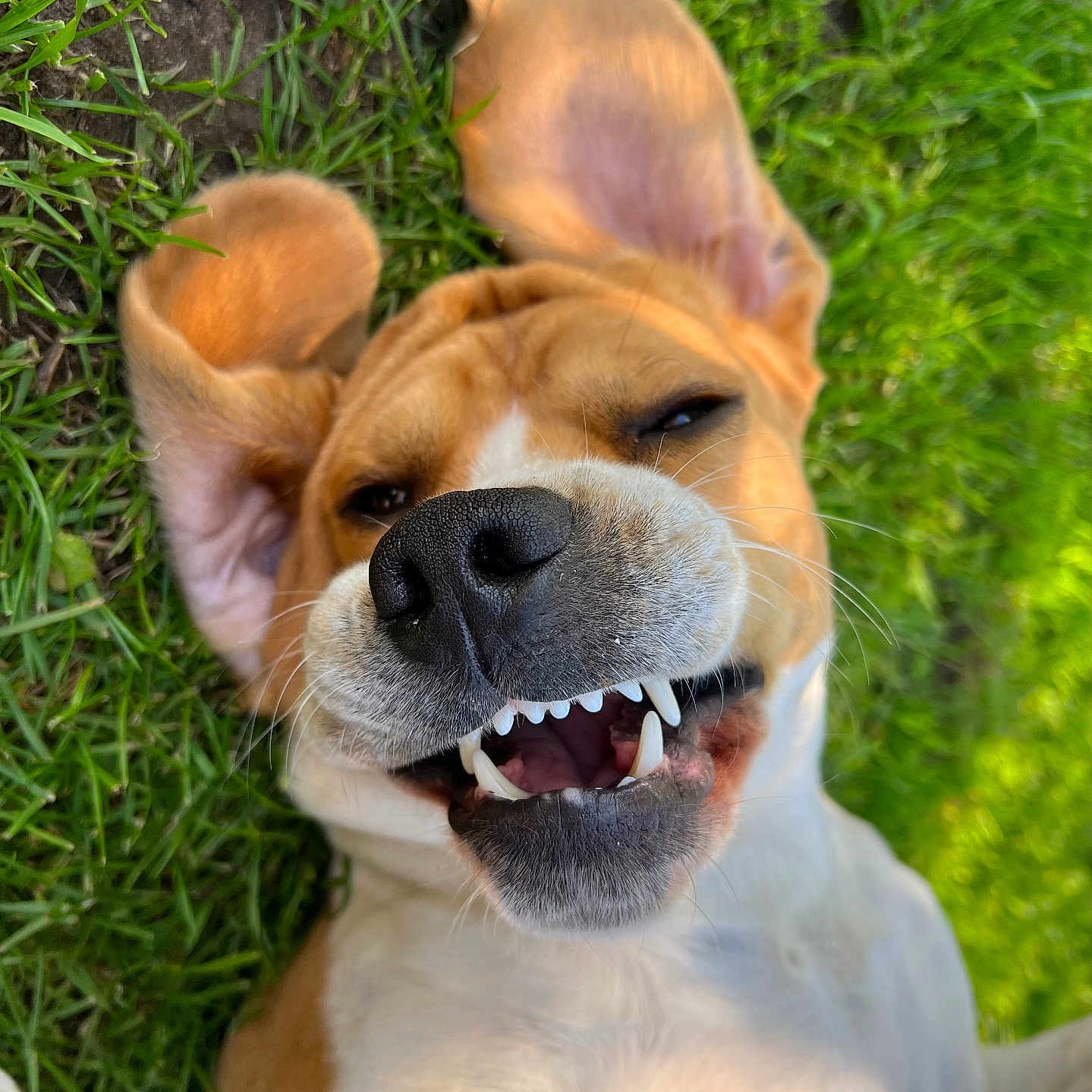Urus a rejoint le concours — aidez-le/la à gagner de superbes lots ! animal, ball, beagle, bodypart, boxer, bulldog, canine, dog, grass, hound, lawn, mouth, person, pet, pitbull, plant, puppy, sport, teeth, tennis