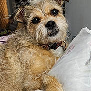 April joined the competition — help win amazing prizes! dog, pet, scruffy_fur, pillow, indoor, close_up, curious_eyes, relaxed, furry, canine, companion, animal, collar, cute, portrait, soft_texture, resting, whiskers, small_dog, light