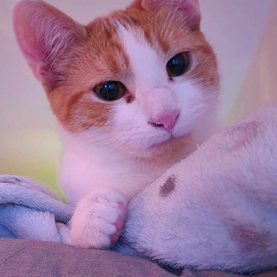 Canelle a rejoint le concours — aidez-le/la à gagner de superbes lots ! abyssinian, angora, animal, blanket, bodypart, cat, couch, furniture, kitten, manx, mouth, person, pet, siamese