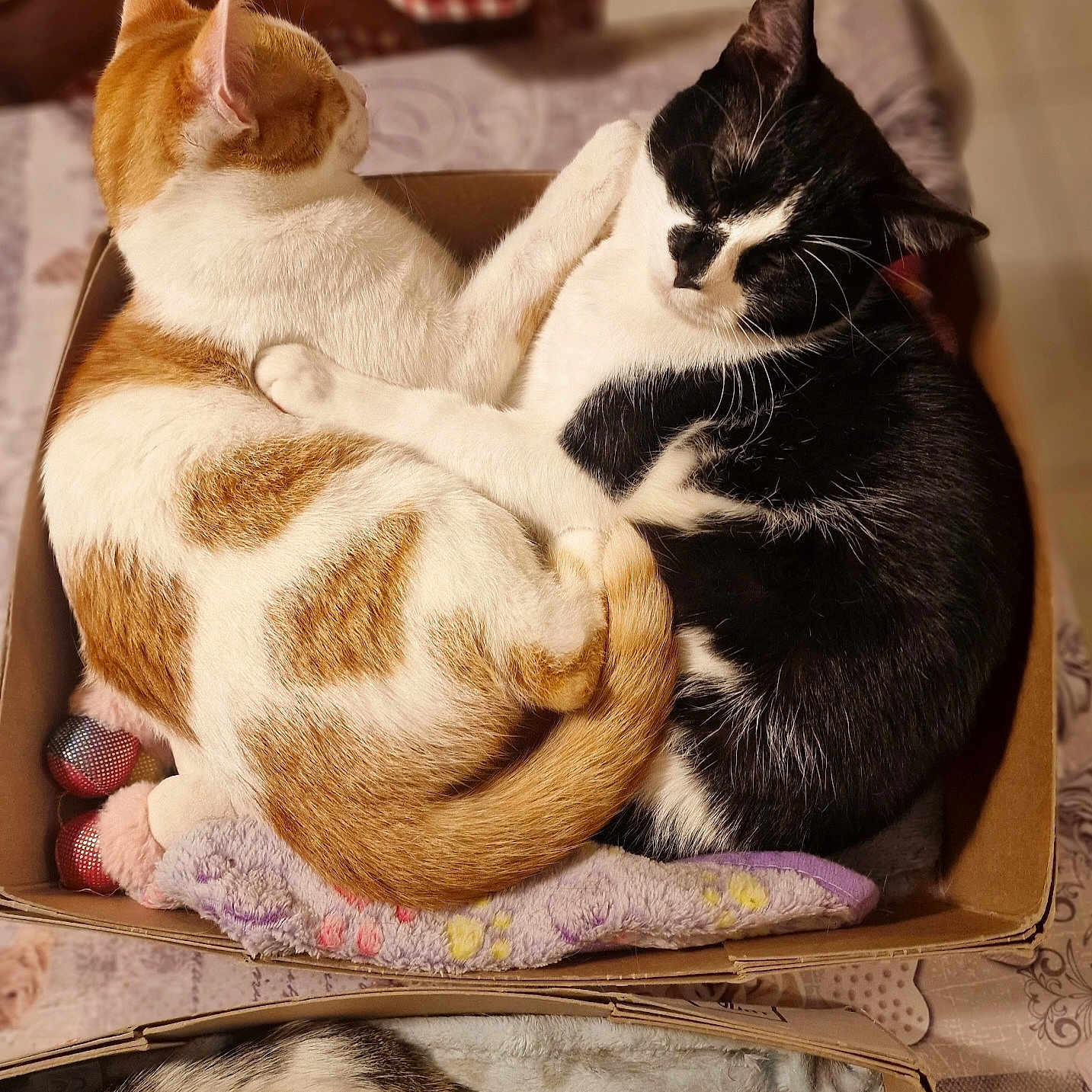 Félix Et Cannelle