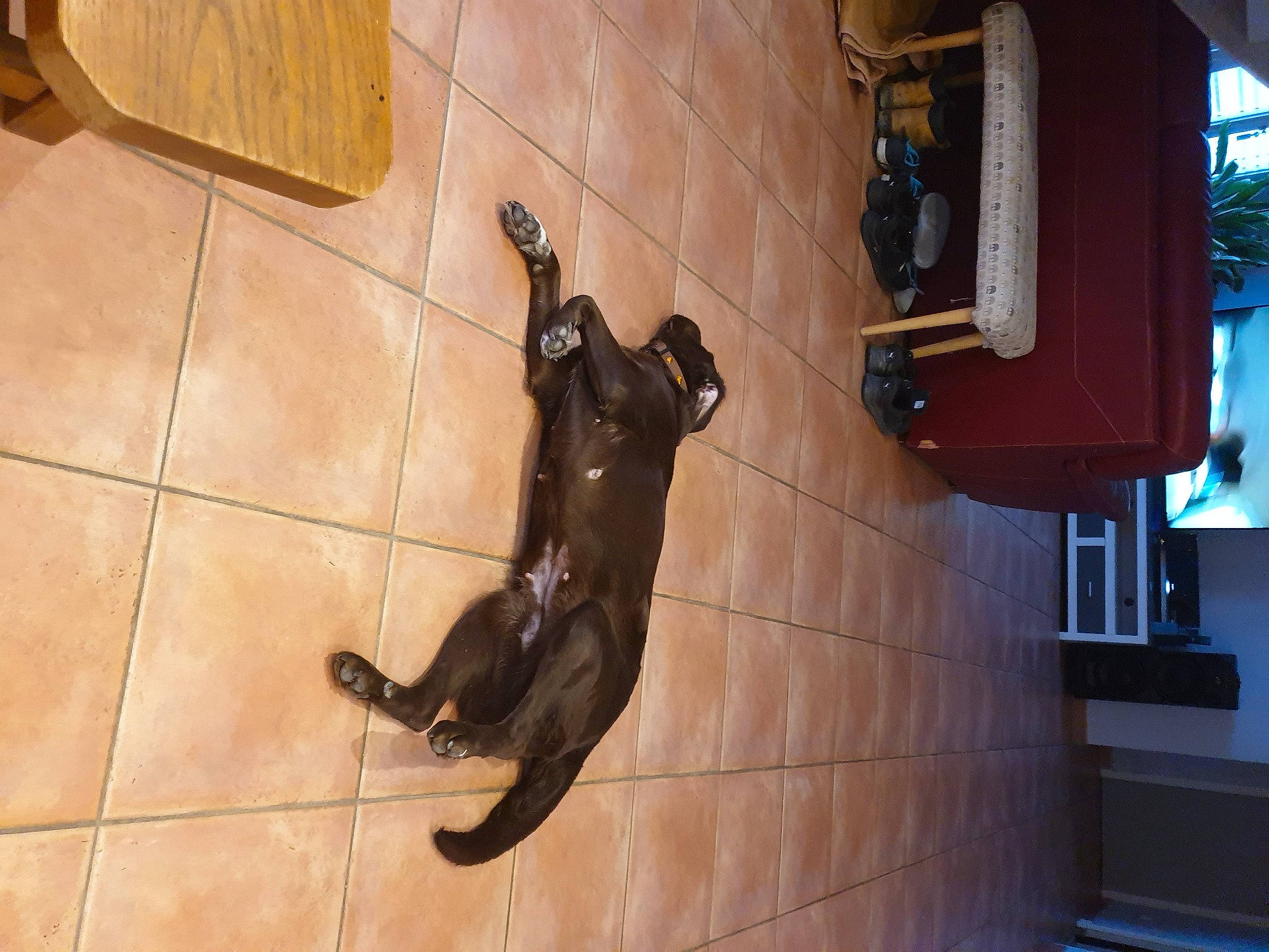 Oasis participe au concours pour gagner de l'argent avec cette photo : art, bronze_sculpture, building, carnivore, floor, flooring, foot, hardwood, human_leg, leg, metal, property, room, sculpture, shadow, stairs, statue, tail, tile, wood