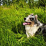 dog, australian_shepherd, grass, meadow, outdoor, nature, greenery, sunlight, sky, clouds, trees, tongue_out, happy, animal, pet, fur, canine, summer, daytime, relaxing