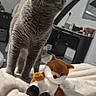 Mia a rejoint le concours — aidez-le/la à gagner de superbes lots ! animal, bedroom, blanket, cat, cozy, curious, cute, desk, ears, floor, fox_toy, furniture, gray_cat, home, indoor, mirror, pet, soft, stuffed_toy, whiskers