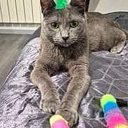 Mia a rejoint le concours — aidez-le/la à gagner de superbes lots ! cat, grey_cat, pet, indoor, bedspread, toy, colorful, feather, playful, feline, animal, resting, cute, closeup, domestic_cat, paw, texture, eyes, whiskers, relaxing