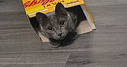 Mia participe au concours pour gagner de l'argent avec cette photo : animal, box, cat, cereal_box, curious, cute, domestic_cat, eyes, feline, floor, gray_cat, hiding, home, indoor, paws, pet, playful, whiskers, wood_floor, yellow_box