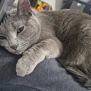 Mia participe au concours pour gagner de l'argent avec cette photo : animal, cat, closeup, computer, cozy, cute, domestic_cat, electronics, feline, fur, gray_cat, home, indoor, laptop, paw, pet, relaxed, resting, sleepy, whiskers