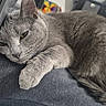 animal, cat, closeup, computer, cozy, cute, domestic_cat, electronics, feline, fur, gray_cat, home, indoor, laptop, paw, pet, relaxed, resting, sleepy, whiskers