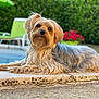 dog, pet, outdoor, poolside, fur, long_hair, relaxed, nature, greenery, flower_pot, summer, sunlight, animal, quiet, daylight, portrait, canine, side_view, leisure, garden