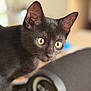 animal, background_blur, black_cat, cat, close_up, curious, domestic_animal, ears, eyes, feline, focus, fur, head, indoor, looking, mammal, pet, portrait, speaker, whiskers