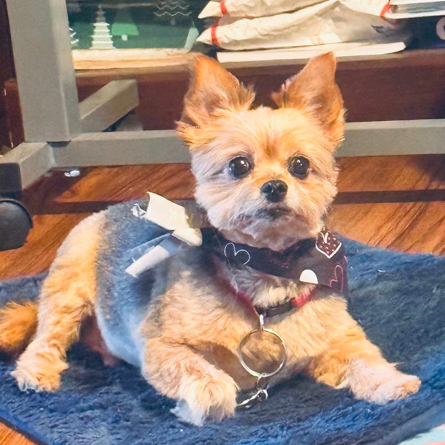 Benji