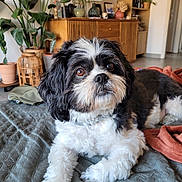 Groot joined the competition — help win amazing prizes! dog, shih_tzu, black_and_white, fluffy, pet, portrait, close_up, face, eyes, nose, fur, long_hair, lying_down, bed, blanket, indoor, living_room, houseplant, furniture, cozy