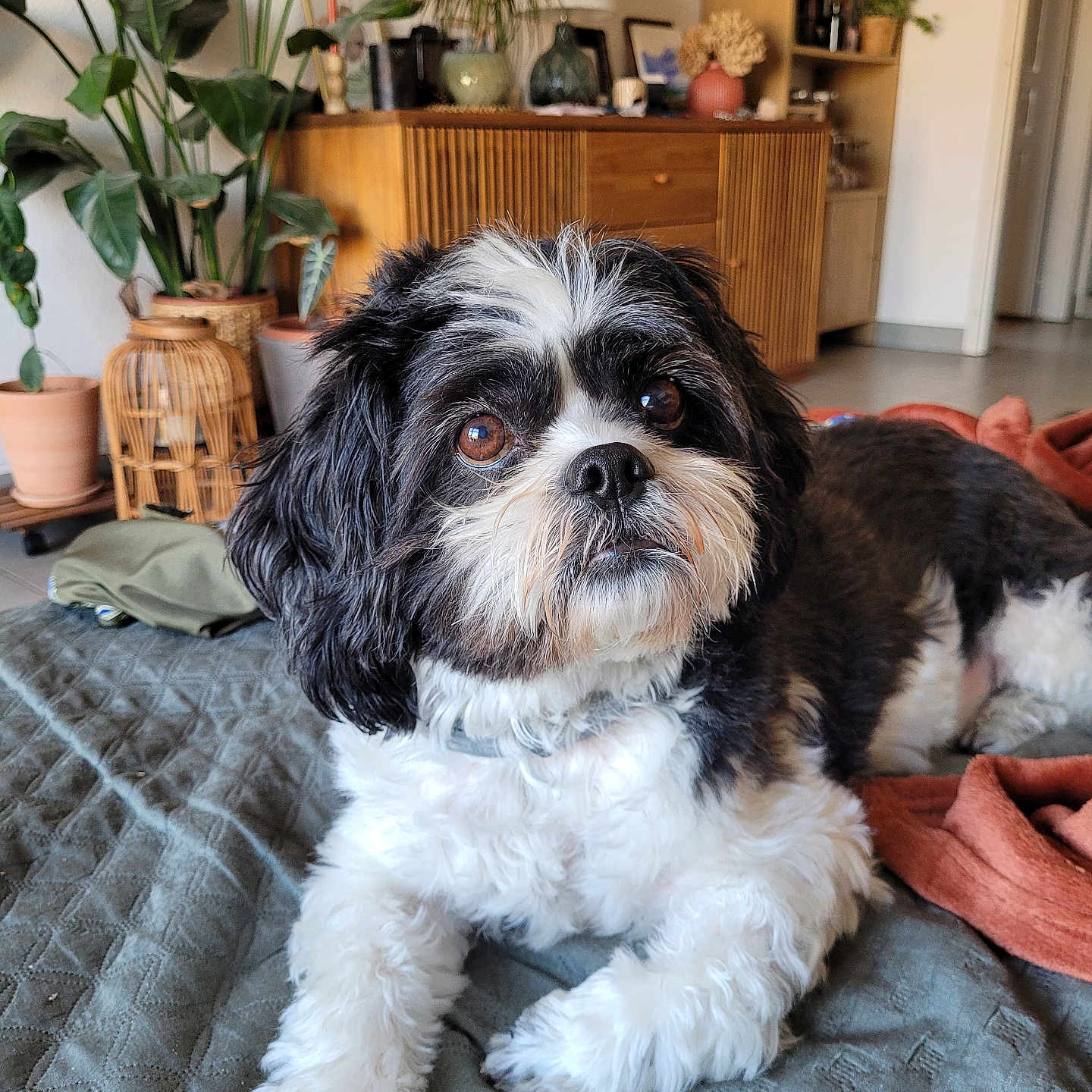 Groot joined the competition — help win amazing prizes! dog, shih_tzu, black_and_white, fluffy, pet, portrait, close_up, face, eyes, nose, fur, long_hair, lying_down, bed, blanket, indoor, living_room, houseplant, furniture, cozy