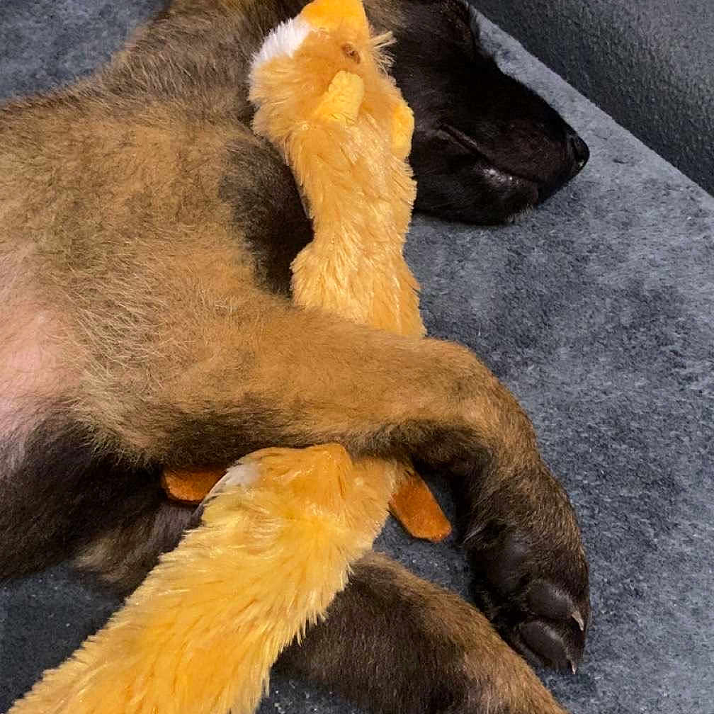 Selem a rejoint le concours — aidez-le/la à gagner de superbes lots ! animal, brown_fur, close_up, companion, cozy, cuddle, cute, dog, fur, indoor, nap, paw, pet, puppy, relaxation, resting, sleeping, soft, stuffed_animal, toy