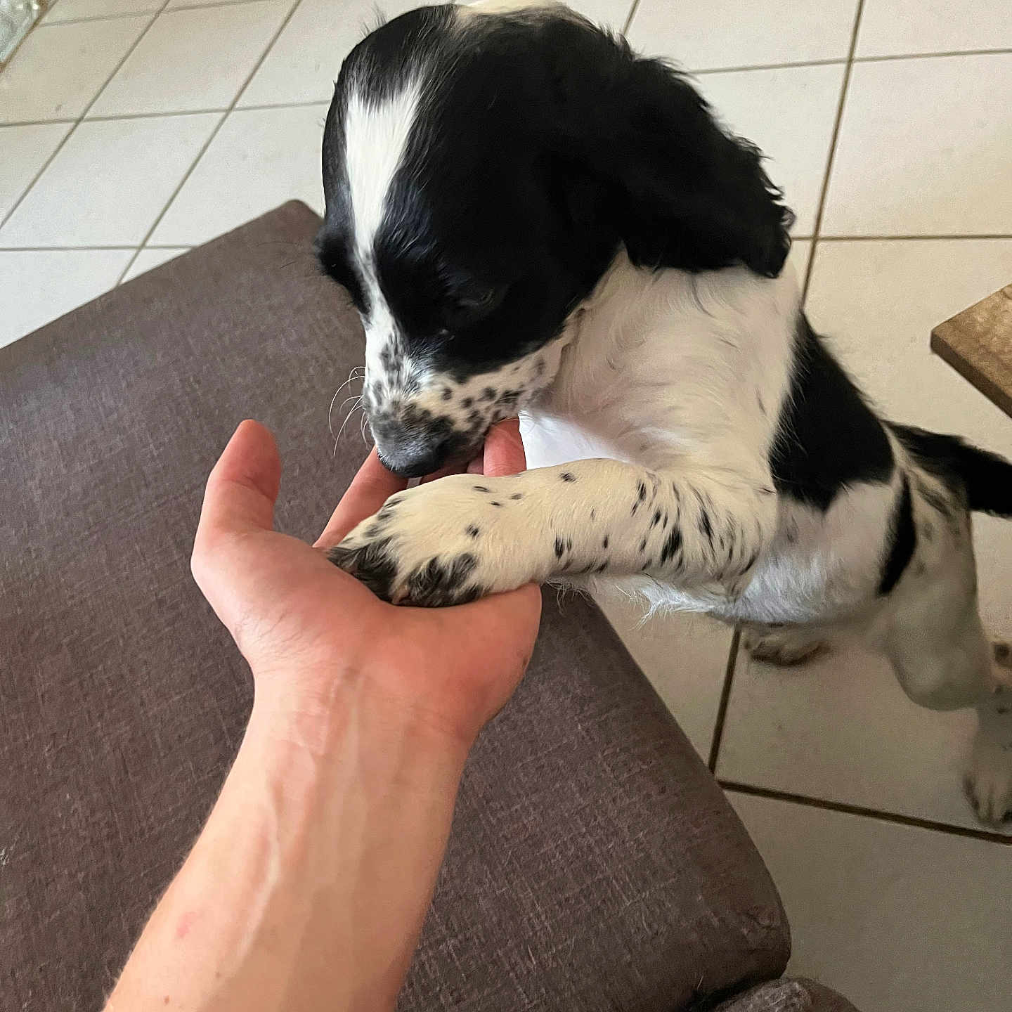 Luna a rejoint le concours — aidez-le/la à gagner de superbes lots ! animal, black, black_and_white, couch, cute, dog, friendly, fur, hand, human, indoor, interaction, paw, pet, playful, puppy, spots, tile_floor, white, young