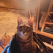 Osiris participe au concours pour gagner de l'argent avec cette photo : animal, brown, cat, cozy, curious, ears, eyes, furniture, indoor, lamp, light, pencil_holder, pet, plastic_bag, sitting, stone_wall, tabby, wall, whiskers, wood