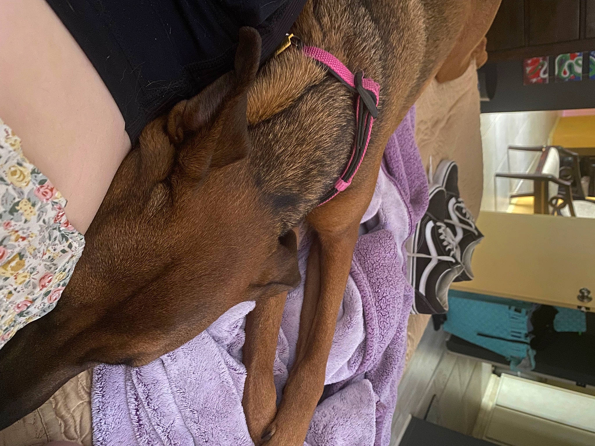 Brownie is registered to the contest to win money with this photo: fashion_accessory, fawn, fur, hat, human_leg, knee, magenta, nail, pattern, purple, selfie, shelf, sunglasses, thigh, thread, wool, woolen, working_animal, wrinkle, wrist