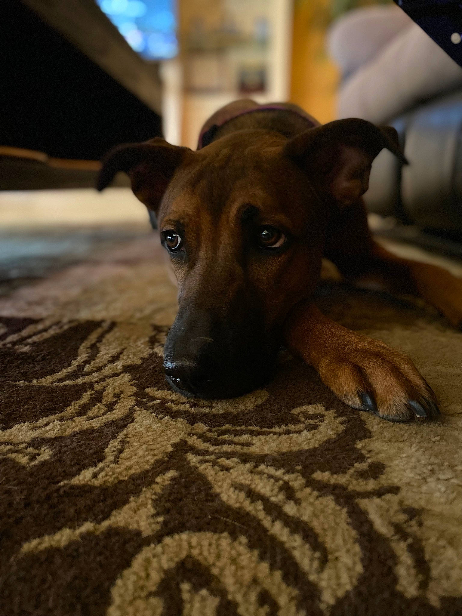 Brownie is registered to the contest to win money with this photo: canidae, carnivore, companion_dog, dog, dog_breed, fawn, flooring, guard_dog, non_sporting_group, rampur_greyhound, sighthound, snout, sporting_group, street_dog, terrestrial_animal, toy_dog, whiskers, wood, working_animal