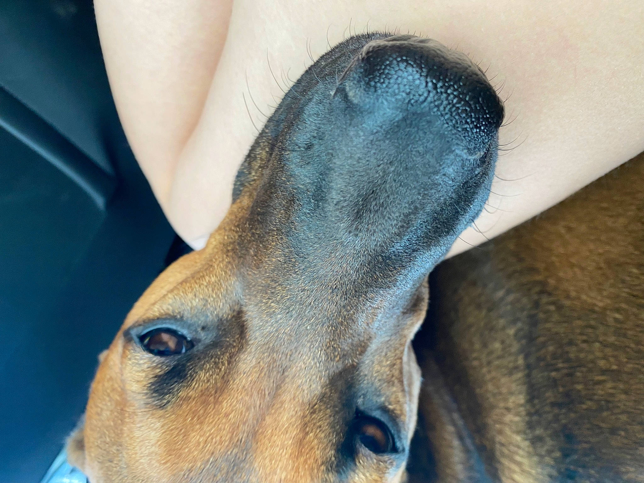 Brownie is registered to the contest to win money with this photo: carnivore, close_up, dog, dog_breed, ear, electric_blue, eye, eyelash, fawn, fur, gesture, human_leg, jaw, leg, liver, snout, terrestrial_animal, whiskers, working_animal, wrist