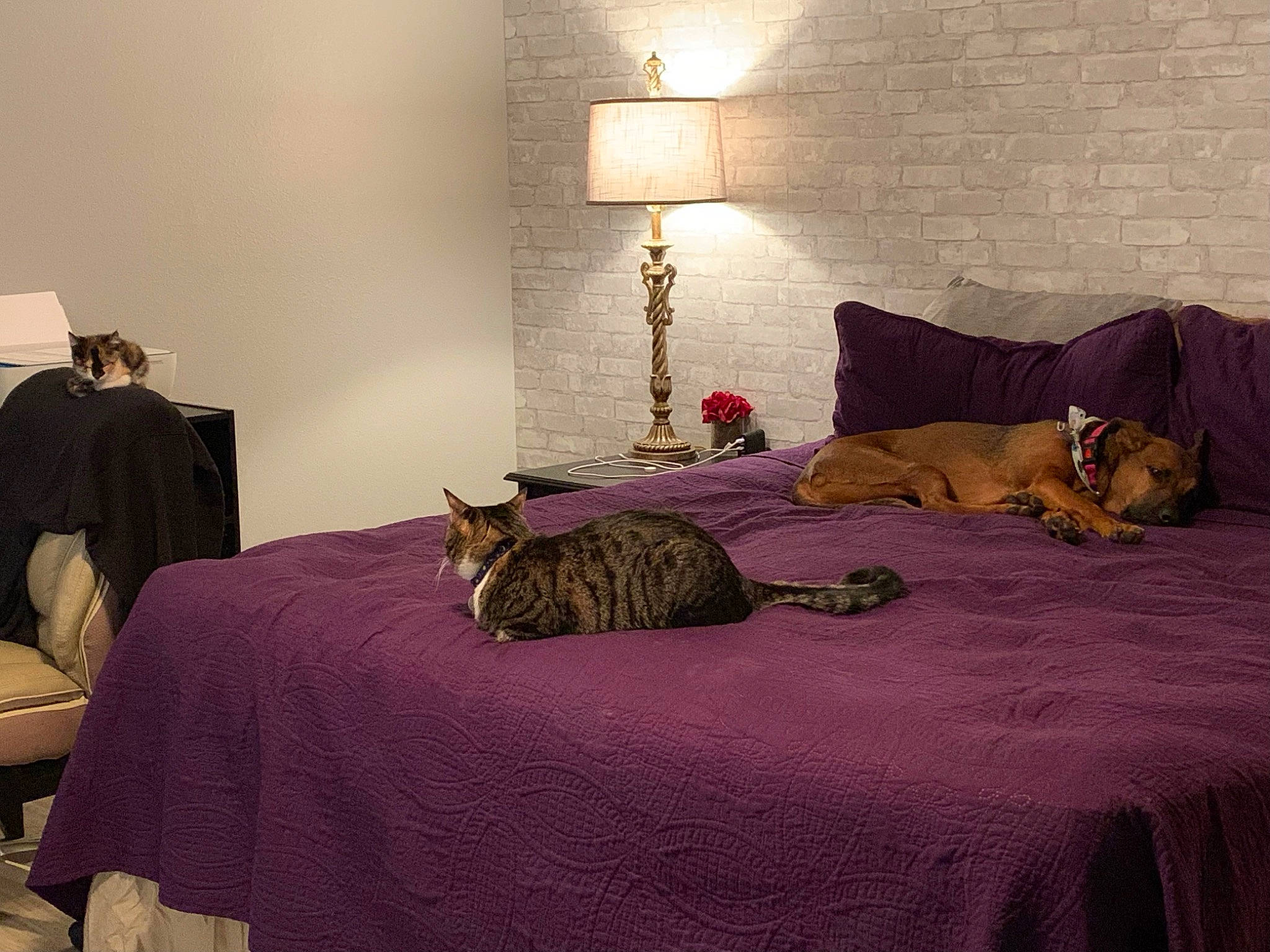 Brownie joined the competition — help win amazing prizes! bed, bed_frame, bedding, bedroom, carnivore, cat, comfort, felidae, floor, flooring, furniture, grey, hardwood, interior_design, lamp, linens, purple, textile, tints_and_shades, wood