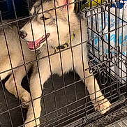 Volt participe au concours pour gagner de l'argent avec cette photo : animal, background_items, blue, cage, collar, container, crate, dog, floor_mat, fur, husky, indoor, metal_bars, mouth_open, pet, puppy, red, resting, tongue_out, yellow