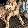animal, background_items, blue, cage, collar, container, crate, dog, floor_mat, fur, husky, indoor, metal_bars, mouth_open, pet, puppy, red, resting, tongue_out, yellow