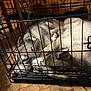 Volt participe au concours pour gagner de l'argent avec cette photo : animal, cage, companion, cozy, crate, dog, domestic, floor, fur, husky, indoor, peaceful, pet, quiet, resting, sleeping, snuggling, tile_floor, two_dogs, wooden_furniture