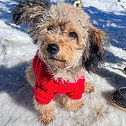 Molly joined the competition — help win amazing prizes! animal, boots, canine, cold, curly_fur, cute, dog, fur, leash, nature, outdoor, paw, pet, playful, red_sweater, small_dog, snow, sunlight, walking, winter