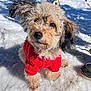 animal, boots, canine, cold, curly_fur, cute, dog, fur, leash, nature, outdoor, paw, pet, playful, red_sweater, small_dog, snow, sunlight, walking, winter
