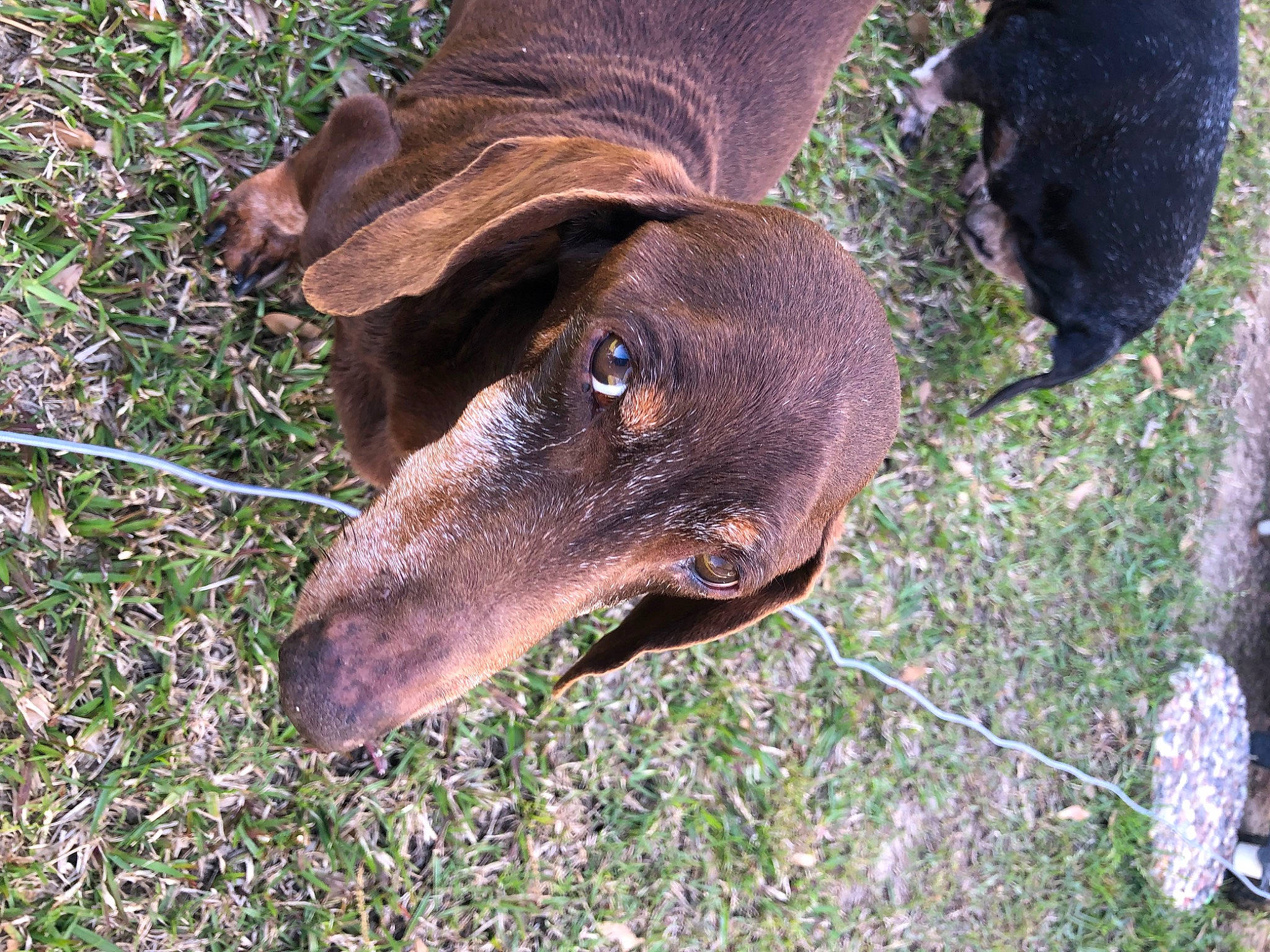 Oscar is registered to the contest to win money with this photo: canidae, carnivore, collar, companion_dog, dog, dog_breed, dog_collar, eye, fashion_accessory, fawn, grass, hat, head, liver, plant, snout, sporting_group, terrestrial_animal, wildlife, working_animal