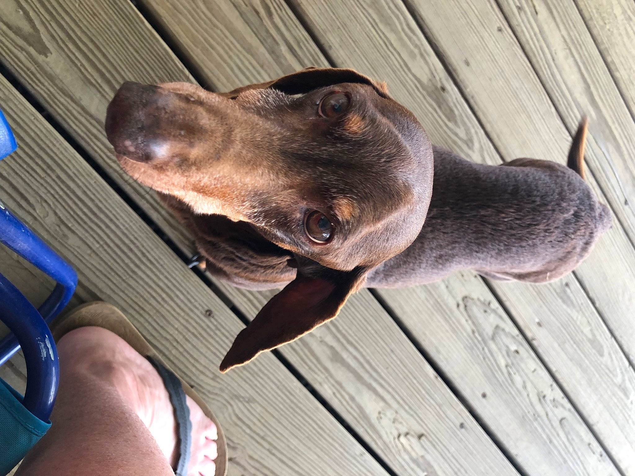 Oscar joined the competition — help win amazing prizes! canidae, carnivore, comfort, companion_dog, dog, dog_breed, dog_collar, eye, fawn, hardwood, liver, metal, plank, plant, snout, sporting_group, terrestrial_animal, whiskers, wood, working_animal