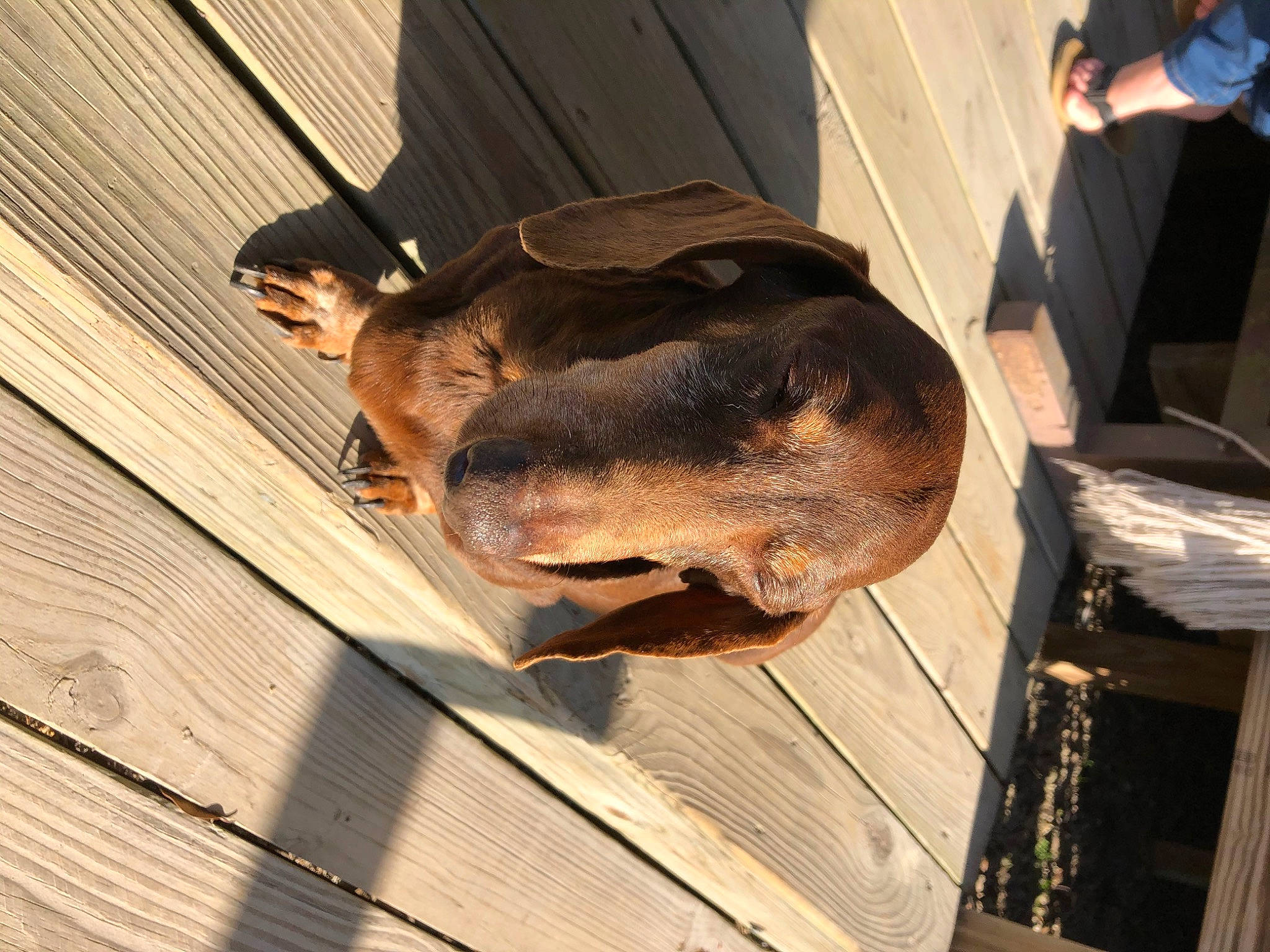 Oscar joined the competition — help win amazing prizes! bat, canidae, dog_breed, fawn, fur, hardwood, hide, lumber, plank, snout, sporting_group, terrestrial_animal, wood, wood_stain, working_animal
