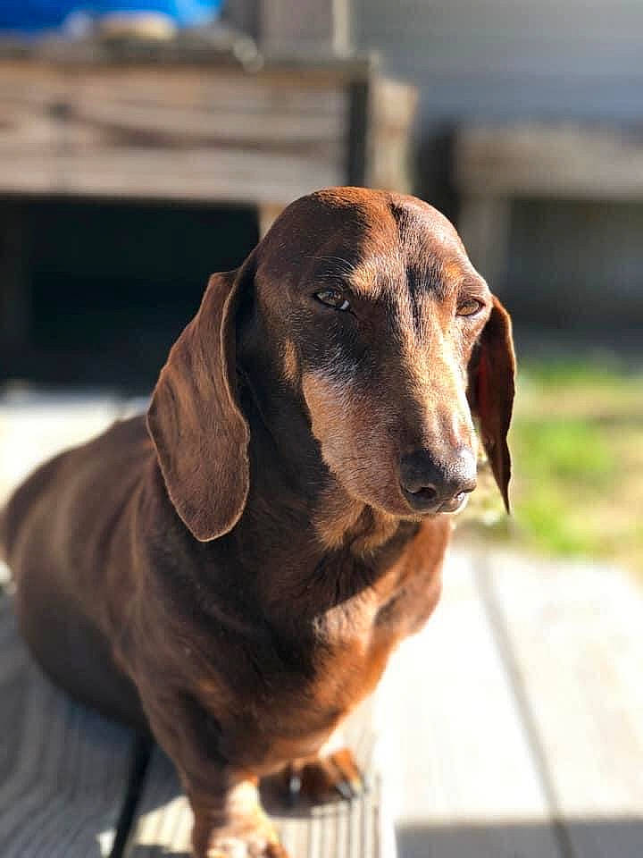 Oscar joined the competition — help win amazing prizes! canidae, carnivore, collar, companion_dog, dog, dog_breed, dog_collar, ear, eye, fawn, head, hound, liver, metal, pet_supply, snout, sporting_group, whiskers, working_animal, working_dog