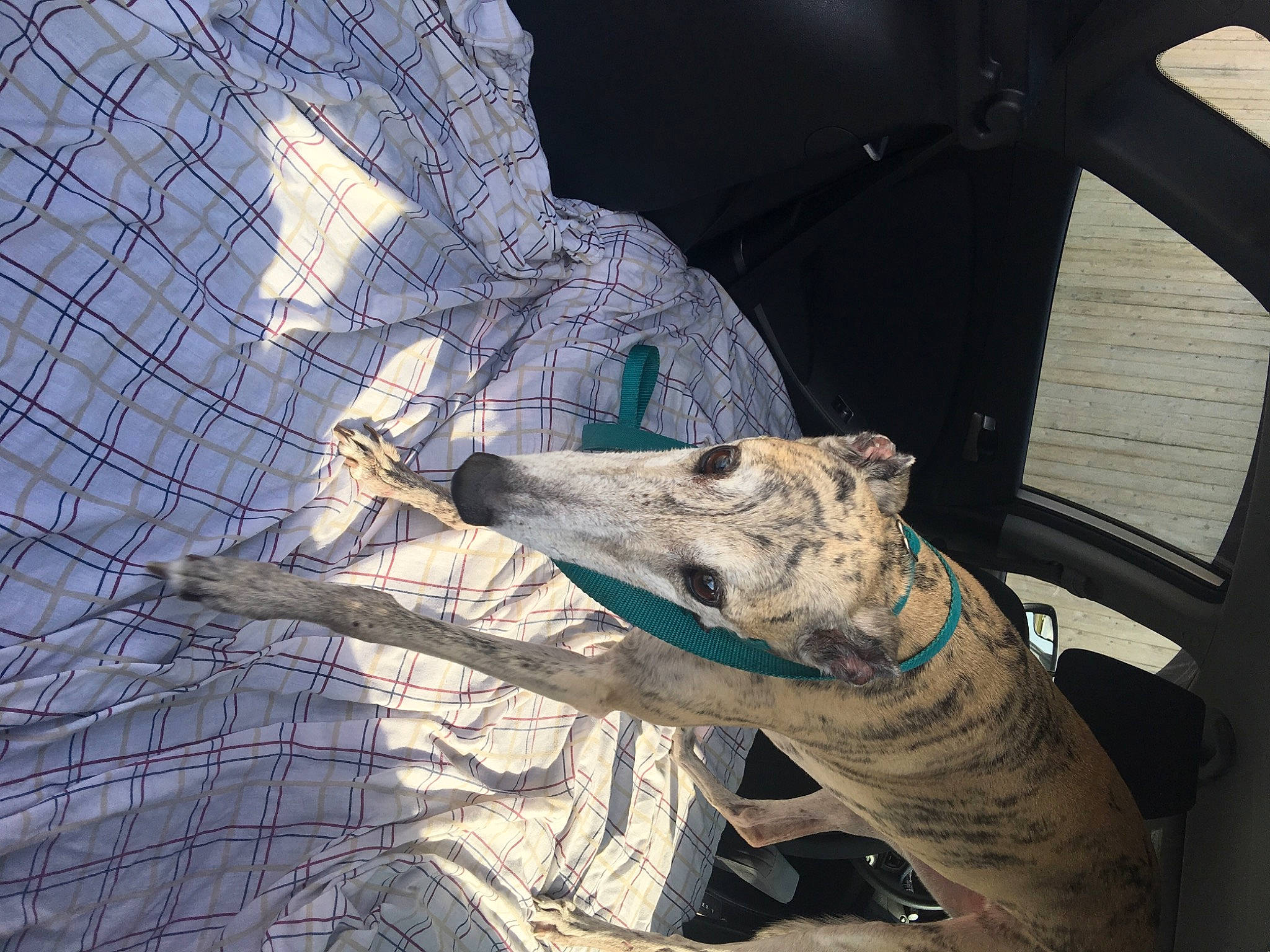 Dotty is registered to the contest to win money with this photo: art, automotive_exterior, carnivore, dog, dog_breed, extinction, foot, grass, hood, human_leg, jaw, motor_vehicle, nile_crocodile, sporting_group, terrestrial_animal, vehicle_door, whiskers, windshield, wood, working_animal