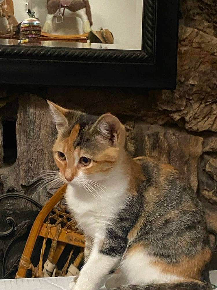 Auburn joined the competition — help win amazing prizes! art, carnivore, cat, chair, domestic_short_haired_cat, felidae, fur, paw, photo_caption, picture_frame, rectangle, shelf, shelving, sitting, small_to_medium_sized_cats, snout, tail, terrestrial_animal, whiskers, window