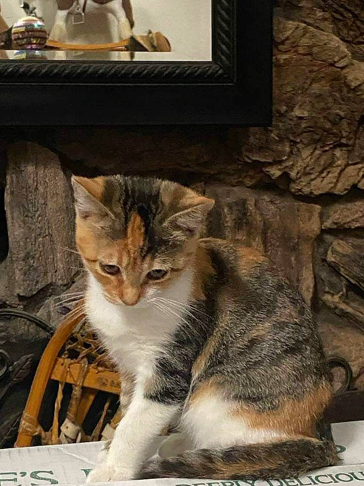 Auburn joined the competition — help win amazing prizes! carnivore, cat, chair, comfort, domestic_short_haired_cat, felidae, fur, paw, photo_caption, picture_frame, rectangle, serveware, sitting, small_to_medium_sized_cats, snout, tableware, tail, whiskers, white, window