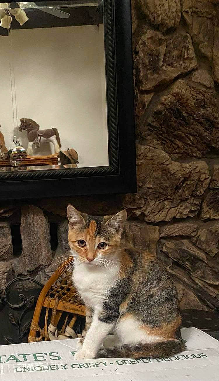 Auburn joined the competition — help win amazing prizes! art, brown, carnivore, cat, chair, domestic_short_haired_cat, door, felidae, flooring, fur, mirror, photo_caption, picture_frame, sitting, small_to_medium_sized_cats, tail, visual_arts, whiskers, window, wood