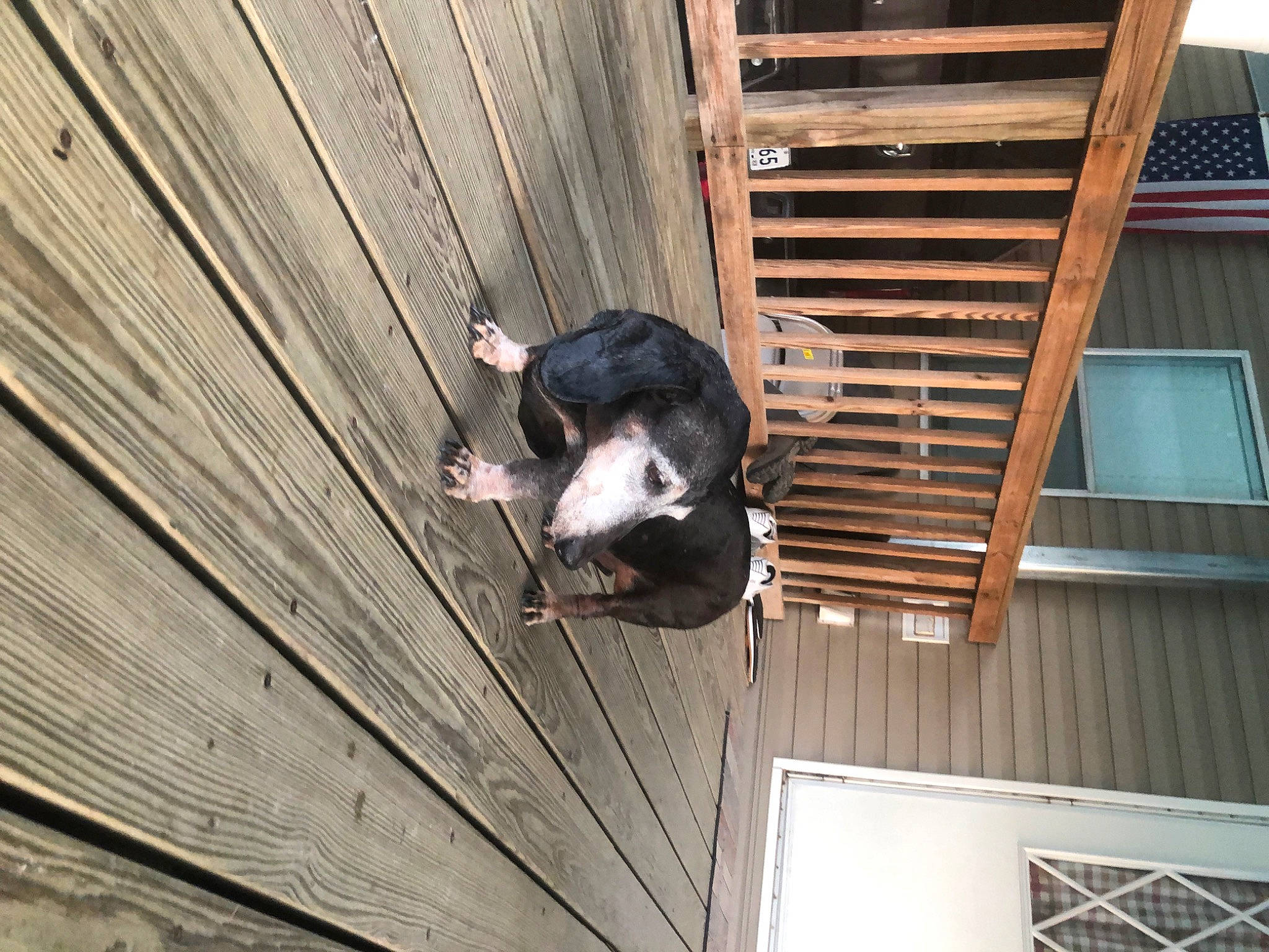 Moe joined the competition — help win amazing prizes! building, canidae, carnivore, companion_dog, dog_breed, fun, fur, hardwood, snout, sporting_group, sunglasses, whiskers, window, wood