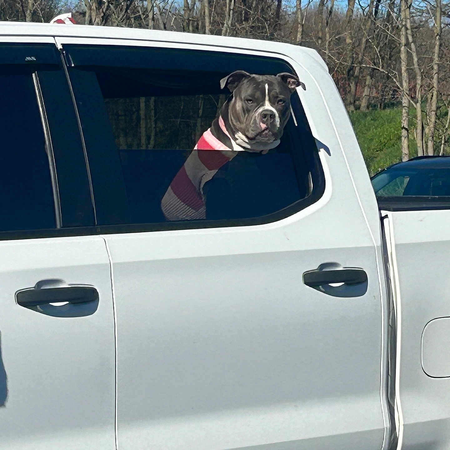 Khloe is registered to the contest to win money with this photo: alloywheel, animal, bostonbull, boxer, bulldog, canine, car, car_exterior, carwheel, dog, hound, machine, pet, pickuptruck, spoke, tire, transportation, truck, vehicle, wheel