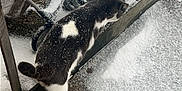 Karma joined the competition — help win amazing prizes! cat, snow, outdoor, bicycle, stroller, wooden_fence, winter, pet, animal, curious, black_and_white, frost, concrete, footprints, daytime, cold, nature, side_view, small_animal, quiet