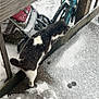 cat, snow, outdoor, bicycle, stroller, wooden_fence, winter, pet, animal, curious, black_and_white, frost, concrete, footprints, daytime, cold, nature, side_view, small_animal, quiet